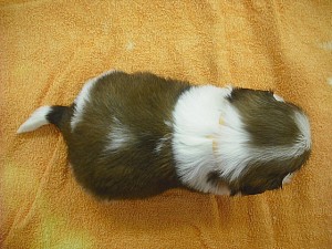 シーズー　子犬販売　コロコロ　小型犬　吠えない　ブリーダー　横浜　鳥取