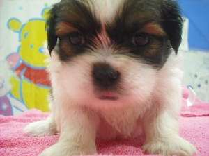 shihtzu0512_c1 シーズー ブリーダー 子犬販売 専門店 AngelWan