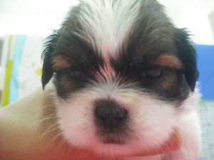 shihtzu0512_c2 シーズー 子犬 ブリーダー 神奈川県 ペットショップ トリミング