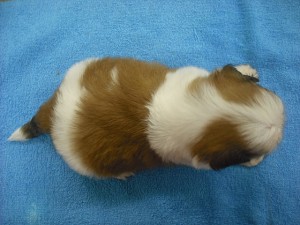 shihtzu0512_d1 シーズー ブリーダー 子犬販売 専門店 AngelWan 横浜市 ペット通販