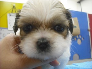 shihtzu0512_d2 シーズー 子犬 社会化 パピー 親子 ブリーダー 販売 ペットショップ
