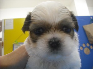 shihtzu0512_d3 シーズー 子犬販売 専門店 ブリーダー ペットショップ 神奈川県 横浜市