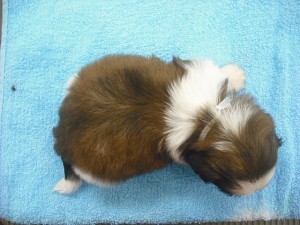 shihtzu0512_e1 シーズー カラー 飼い方 しつけ ペットショップ 子犬販売 神奈川県 鳥取県