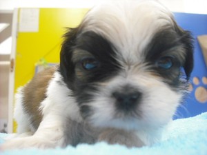 shihtzu0512_e2 シーズー 鼻ぺちゃ 中国 ブリーダー 仔犬販売 専門店 AngelWan