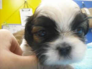 shihtzu0512_e3 ブリーダー 子犬販売 専門店 シーズー 潰れ顔 ペットショップ 通販 空輸