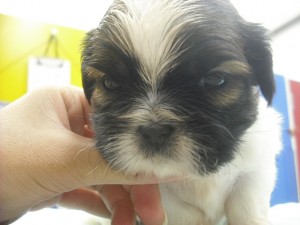 シーズー　子犬　中国　ブリーダー　販売　鳥取県　ペット通販　神奈川県　空輸