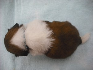 シーズー　子犬販売専門店　神奈川　横浜　泉区　健康　すくすく　成長　ブリーダー