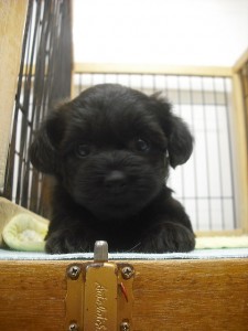 ヨーキー　トイプードル　ブリーダー　子犬販売　専門店　MIX犬