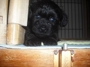 MIX　仔犬　雑種　ハーフ　ヨークシャーテリア　トイプードル　販売