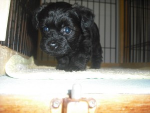 ヨープー　プークシャー　子犬　販売　ミックス　雑種　ブリーダー　ハーフ