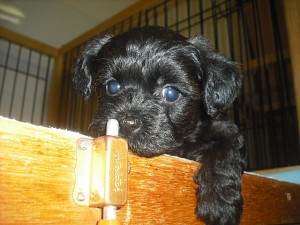 ヨーキー　プードル　子犬　ミックス犬　かながわけん　販売　ブリーダー　ペットショップ