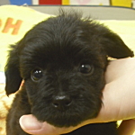 yopu0511_b ミックス犬 ハーフ犬 雑種犬