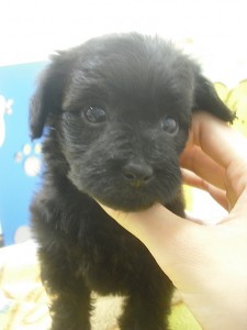 yopu0511_b1 ヨープー プークシャー 仔犬販売 ブリーダー 専門店 ペットショップ