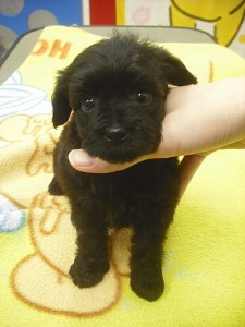 yopu0511_b2 小型犬 ミックス MIX 雑種 ブリーダー 子犬販売