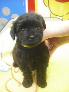 yopu0511_b3 ヨーキー トイプードル ハーフ ミックス 雑種 仔犬 購入 ブリーダー