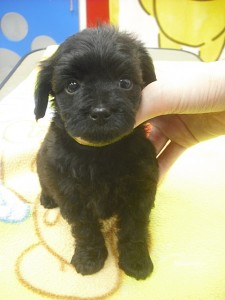 yopu0511_b4 子犬販売専門店 AngelWan ブリーダー 神奈川県横浜市