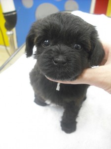 ヨークシャーテリア　ミックス　トイプードル　ハーフ　子犬