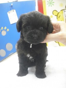 ヨープー　ぷーくしゃー　こいぬ　小ぶり　小型犬　ミックス　MIX　雑種