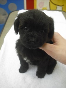 抜け毛　シングルコート　子犬　お手入れ　ミックス　雑種　販売　購入