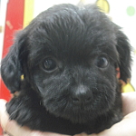 ミックス犬　ハーフ犬　雑種