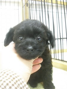 ヨープー　ヨーキー×トイプードル　雑種犬