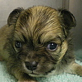 ブリーダー　子犬販売の専門店　AngelWan　茨城県　神奈川県　全国　チワワ