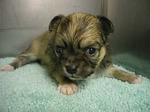 ブリーダー　チワワ　ロングコート　出産情報　子犬　かわいい　飼いたい　横浜