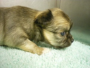 子犬販売の専門店　AngelWan　ブリーダー　ペット通販　小ぶり　ロングコート