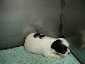 チワワ　メキシコ　アメリカ外産　ブリーダー　子犬販売の専門店　AngelWan