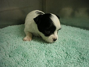 チワワ　世界最小　犬種　小型犬　室内犬　ロング　ブリーダー　出産情報