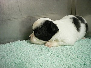 ブリーダー　仔犬　ペットショップ　横浜市　戸塚区　泉区　旭区　チワワ　小型犬