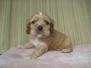 ブリーダー　神奈川県横浜市　ペット通販　こいぬ　カワイイ