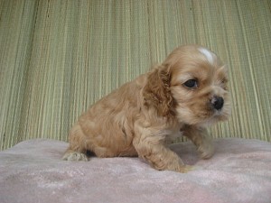 ブリーダー　出産情報　仔犬　アメコカ　人気犬種　飼いたい