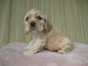 横浜　アメコカ　こいぬ　ブリーダー　人気犬種　バフ　オス