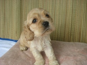 神奈川県横浜市　四国　ブリーダー　ペットショップ　健康な子犬　エンゼルワン