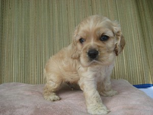 ブリーダー　購入　飼いたい　アメリカンコッカースパニエル　全国発送　JKC