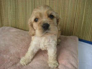 ブリーダー　子犬販売　出産情報　アメリカンコッカー　男の子　ペット通販