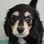 ミニチュアダックスフンド　子犬販売の専門店　AngelWan　熊本県のブリーダー　戸塚