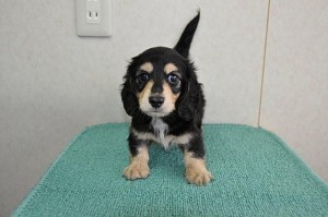 ブリーダー　子犬販売の専門店　AngelWan　横浜市　川崎市　藤沢市　湘南　相模原市