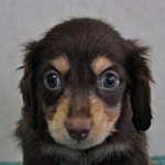 ミニチュアダックスフンド　ブリーダー　子犬販売の専門店　AngelWan　神奈川県