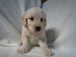 神奈川県　茨城県　子犬販売　MIX　雑種　ハーフ　大型犬　飼いたい　初心者　OK