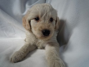 ゴールデンドゥードル