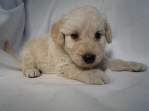 毛並み　ブリーダー　子犬販売　エンジェルワン　巻き　家族　子供　しつけ　パピー