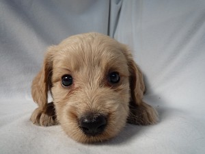 ブリーダー　子犬販売の専門店　ミックス　ハーフ　雑種　ゴールデンドゥードル