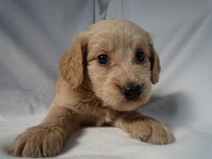 ゴールデンレトリバー　プードル　大型犬　ミックス　雑種　番犬　こいぬ　かわいい