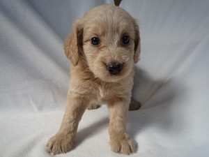 ゴールデンドゥードル　リトリバー　プードル　ぬいぐるみ　ブログ　ペットショップ　通販