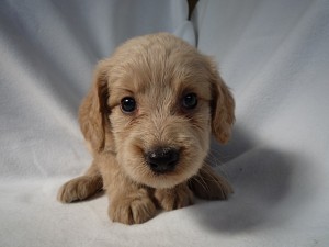 ゴールデンドゥードル　仔犬　DNA　遺伝子検査クリア　レトリバー　プードル　大型犬