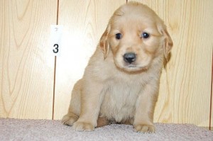 ゴールデンリトリバー　大型犬　大人しい　賢い　イギリスタイプ　ブリーダー　こいぬ