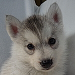 シベリアンハスキー　ブリーダー　子犬販売の専門店　AngelWan　神奈川県