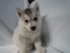 シベリアンハスキー　出産情報　仔犬　ペットショップ　販売